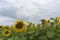 Sunflower field after the rain, rays penetrate through rain clouds