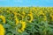 Sunflower field, rear view