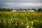 Sunflower field before residential settlement