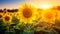 Sunflower Field\\\'s Sunset Serenade