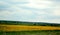 Sunflower field scenery