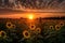 sunflower field with silhouette of person for warm and inviting photo