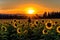 sunflower field with silhouette of person for warm and inviting photo