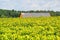 Sunflower field and solar plant