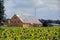 Sunflower field and solar plant