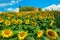 Sunflower field and stone house on the hill, Tuscany, Italy