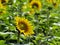 Sunflower field on summer