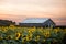 Sunflower field summer afternoon