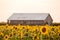 Sunflower field summer afternoon