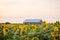 Sunflower field summer afternoon