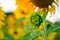 Sunflower field. Summer background,