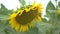 Sunflower in the field. Summer cloudy day. Before Harvest. Slow vertical panorama up to the flower from leaves.