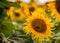 Sunflower on the field. Summer field of sunflowers.