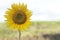 Sunflower field in the summer. Single yellow flower blossom on a sunny day. Floral background with copy space for inspiration