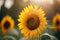 Sunflower in the field. Sunflower blooming in the field. Sunflower natural background