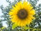 Sunflower field. Sunflower with blue sky and clouds. Summer background, bright yellow sunflower over blue sky.