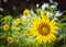 Sunflower field. Sunflowers garden. Sunflowers have abundant