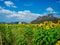 Sunflower field, Sunflowers at Khao Jeen Lae, Lopburi Province, Thailand