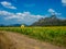 Sunflower field, Sunflowers at Khao Jeen Lae, Lopburi Province, Thailand