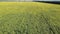 Sunflower field on a sunny day, aerial view. Farm field planted with sunflowers, agricultural landscape.