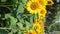 Sunflower field in a sunny morning vertical composition