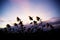 Sunflower on field at sunset