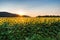 Sunflower field at sunset