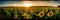 Sunflower field at sunset banner. Panoramic view of sunflower field