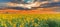 Sunflower field on sunset. Beautiful nature landscape panorama. Farm field idyllic scene.