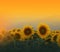 Sunflower field at sunset.Beautiful Orange Nature Background.Abstract Artistic Wallpaper.Art Photography.Floral Design.Copy Space.