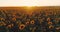 Sunflower field at sunset, blooming sunflowers. Panoramic aerial drone view