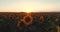 Sunflower field at sunset, blooming sunflowers. Panoramic aerial drone view