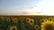 Sunflower field during sunset, Countryside summer landscape