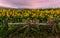 Sunflower Field at Sunset, Northern California, USA