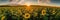 Sunflower field at sunset. Panoramic view of sunflower field at sunset