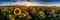 Sunflower field at sunset. Panoramic view of sunflower field at sunset