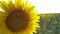 Sunflower field during sunset, Tilt up camera, Amazing beautiful backgound