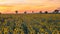 Sunflower field sunset Time Lapse