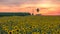 Sunflower field sunset time lapse