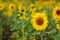 Sunflower field in sunshine, bright vibrant flower landscape in summer time