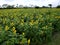 Sunflower Field Taiwan Hualien Spring