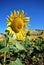 Sunflower field, Teba, Andalusia.