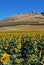 Sunflower field, Teba, Andalusia.