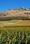 Sunflower field, Teba, Andalusia, Spain.