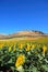 Sunflower field, Teba, Spain.