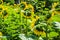 Sunflower field in Thai country