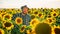 on sunflower field there is a contented old bearded farmer with a hat and looking at the camera.