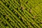 Sunflower field top view. Agricultural landscape from a bird sight