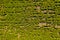 Sunflower field top view. Agricultural landscape from a bird sight