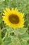 Sunflower in a field / Tournesol